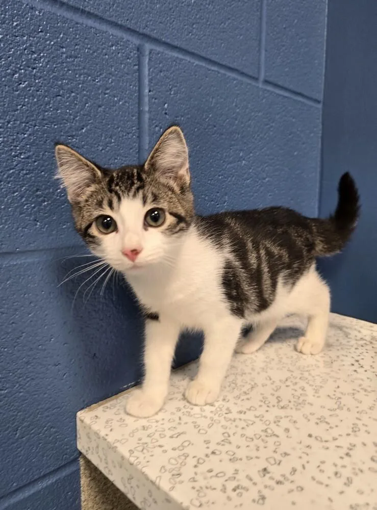 A baby small-sized male Black & White / Tuxedo Domestic Short Hair cat named Phish Food for adoption in Wellington, KS