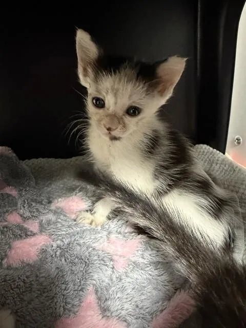 A baby small-sized female Domestic Short Hair cat named Ashe for adoption in Ontario, CA