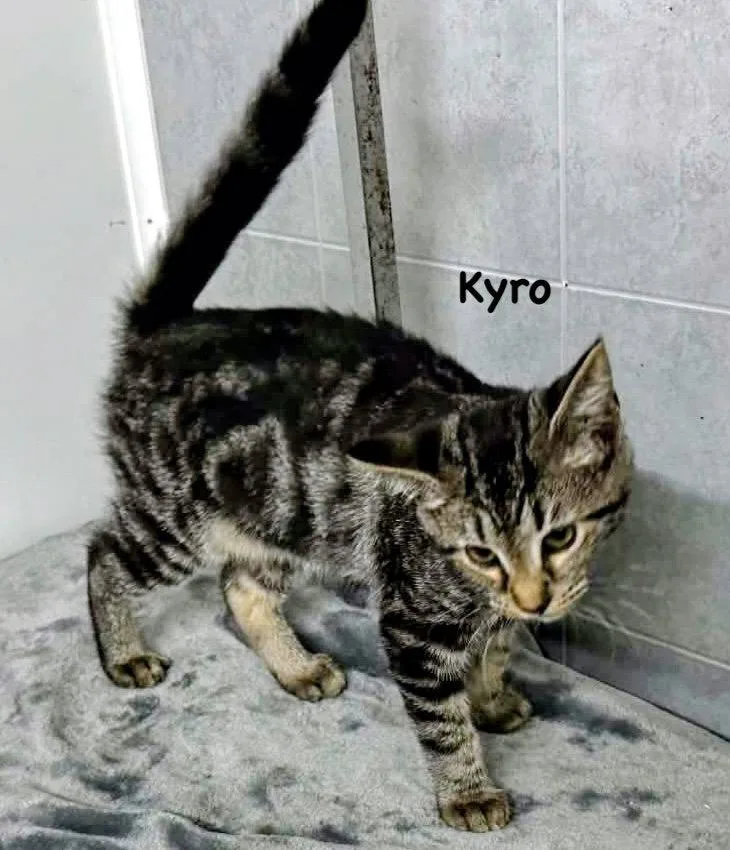 A young medium-sized male Domestic Short Hair cat named Kyro for adoption in Morehead, KY