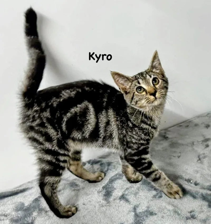 Kyro thumbnail 2