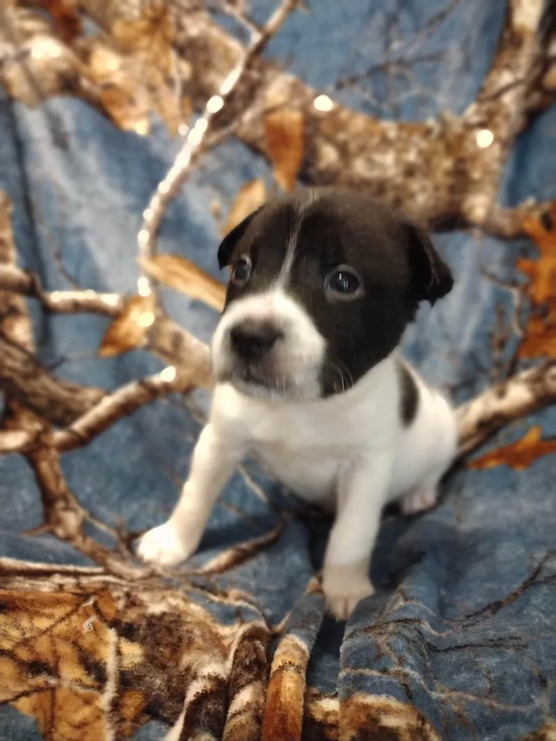 A baby medium-sized male Terrier dog named Binx for adoption in Walker, LA