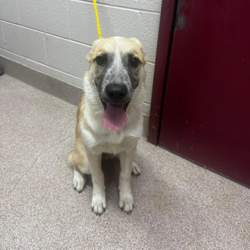 A baby medium-sized female Yellow / Tan / Blond / Fawn Mixed Breed dog named Loopy for adoption in Ardmore, OK