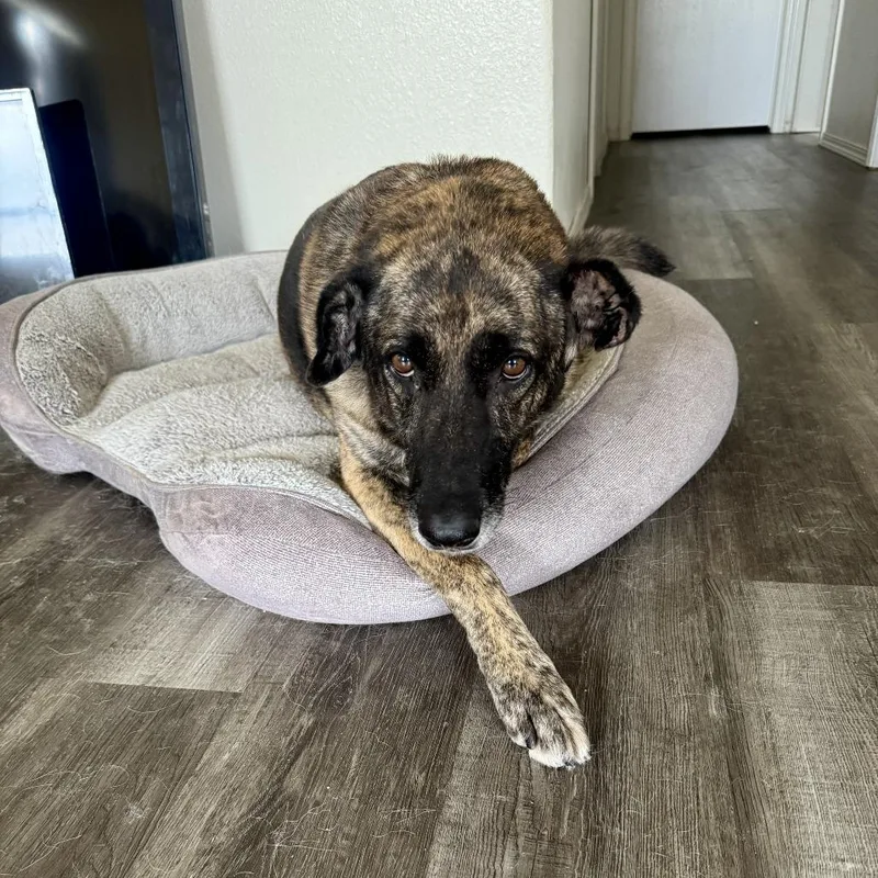 A senior medium-sized female Brown / Chocolate German Shepherd Dog dog named Sarah for adoption in Stagecoach, NV