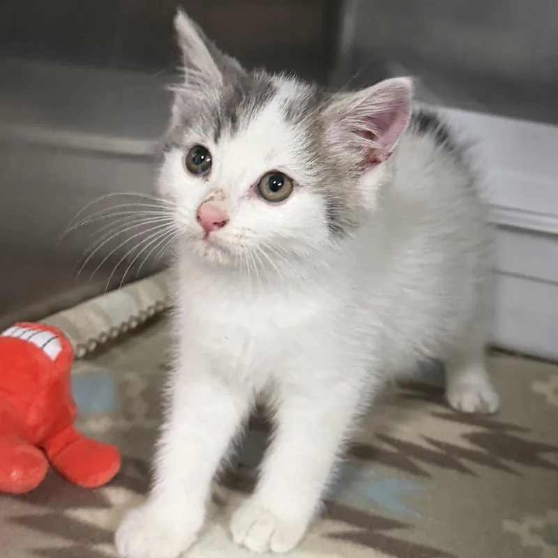 A baby small-sized female White Domestic Short Hair cat named Isadora for adoption in Marion, VA