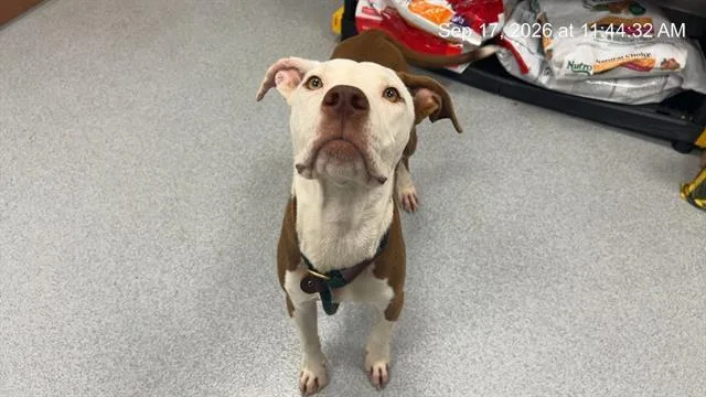 A young large-sized male Pit Bull Terrier dog named Rusty for adoption in Ocala, FL