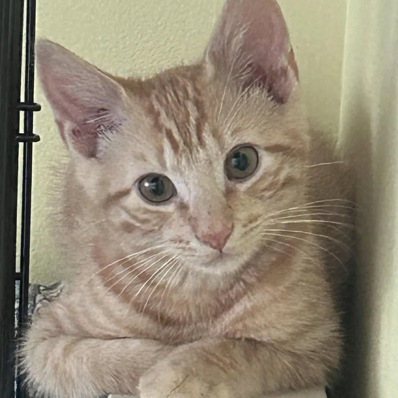 A baby medium-sized male Tabby (Orange / Red) Domestic Short Hair cat named Comet for adoption in Yardley, PA