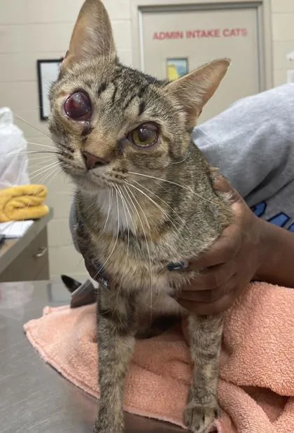 An adult medium-sized female Domestic Short Hair cat named Pimento for adoption in Fishers, IN
