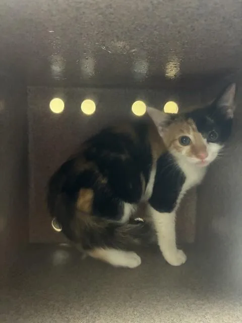 A baby medium-sized female Domestic Short Hair cat named Gatlinburg for adoption in Cookeville, TN