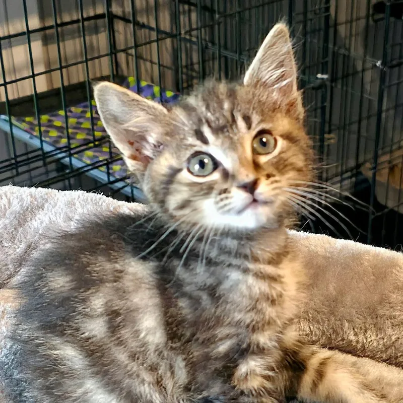 A baby small-sized female Black Domestic Short Hair cat named Creek for adoption in Austin, TX