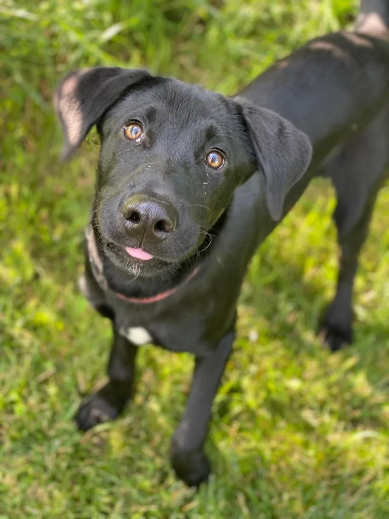 A baby large-sized male Labrador Retriever dog named Luka for adoption in Decorah, IA