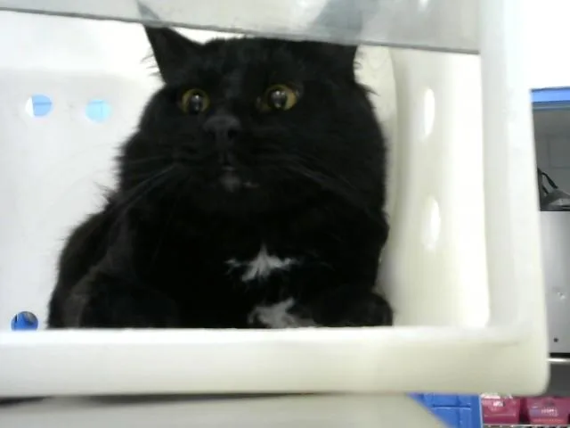 A young medium-sized male Domestic Short Hair cat named Howard for adoption in Albuquerque, NM