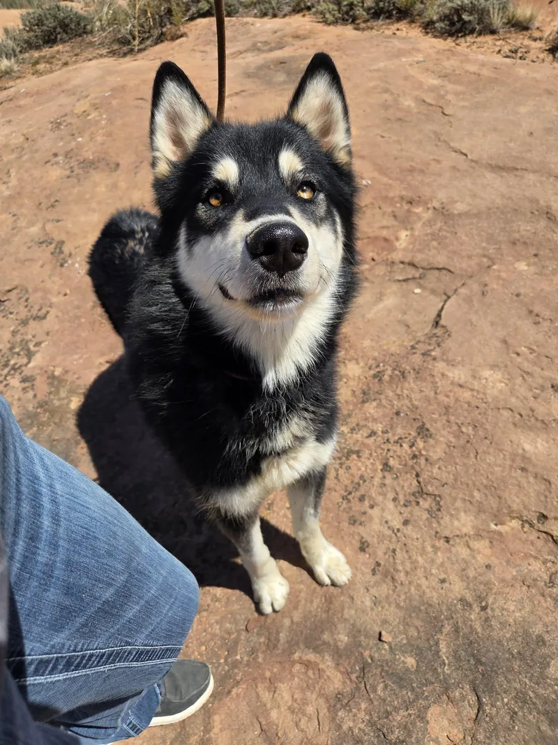 An adult medium-sized male Black Husky dog named Titan for adoption in Roosevelt, UT