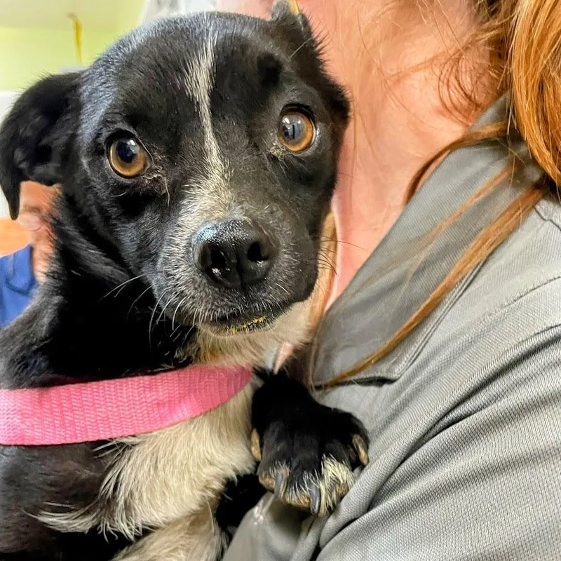 An adult small-sized male Black Jack Russell Terrier dog named Skunk for adoption in Verona, VA