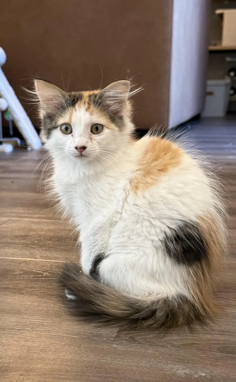 A baby medium-sized female Domestic Medium Hair cat named Dole for adoption in San Jose, CA