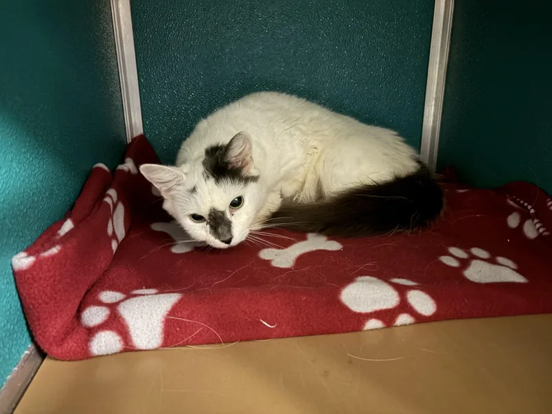 An adult medium-sized female Gray & White Domestic Short Hair cat named Wanda for adoption in Ipswich, MA