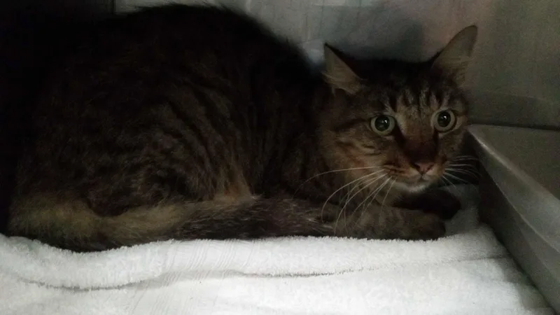 An adult medium-sized male Domestic Long Hair cat named Strudel for adoption in Burgaw, NC