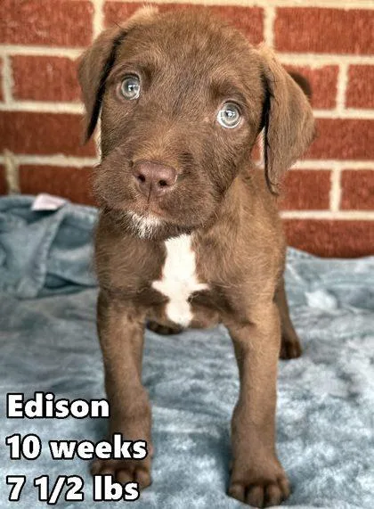 A young medium-sized male Retriever dog named Edison for adoption in Buffalo, MN
