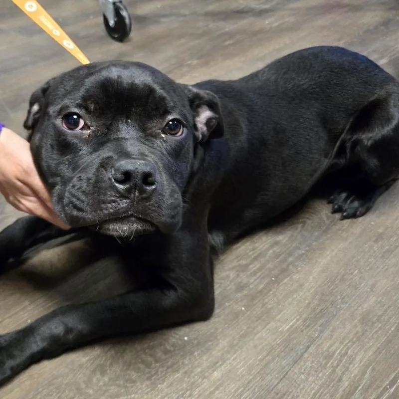 An adult medium-sized female Cane Corso dog named Fresca for adoption in East Saint Louis, IL