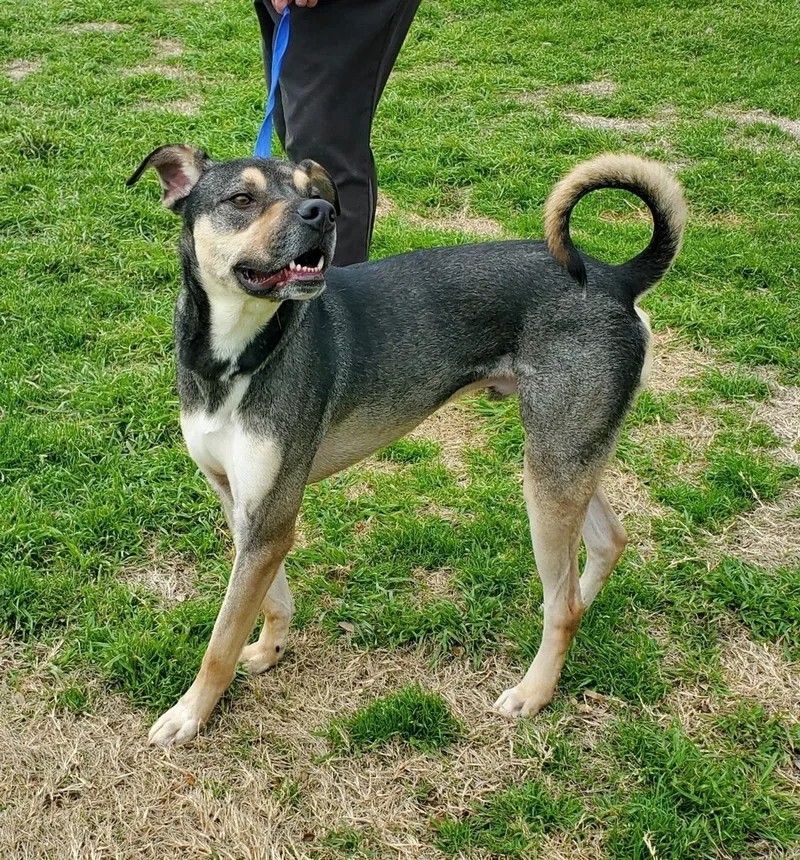 An adult large-sized male Black German Shepherd Dog dog named Spike for adoption in Tomball, TX