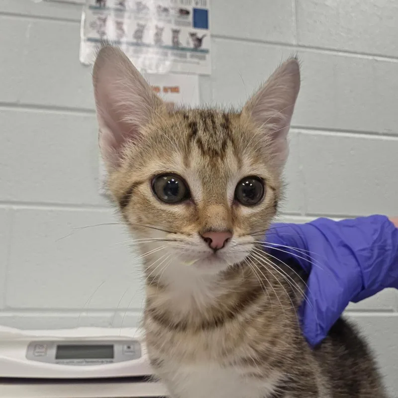 A baby small-sized female Gray / Blue / Silver Domestic Short Hair cat named Hamm for adoption in Chattanooga, TN