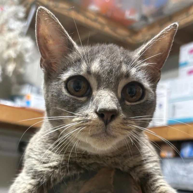 A baby small-sized female Gray / Blue / Silver Domestic Short Hair cat named Corina for adoption in Milton, FL