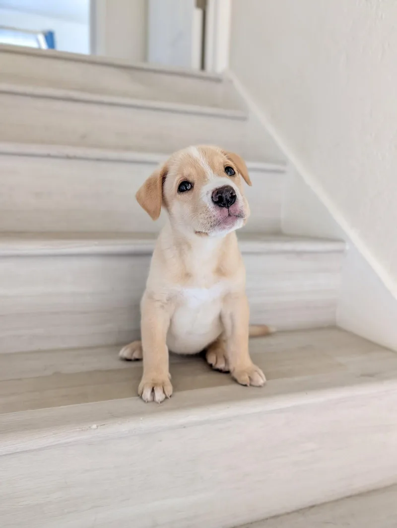 A young medium-sized female Pit Bull Terrier dog named Matilda for adoption in Sunnyvale, CA