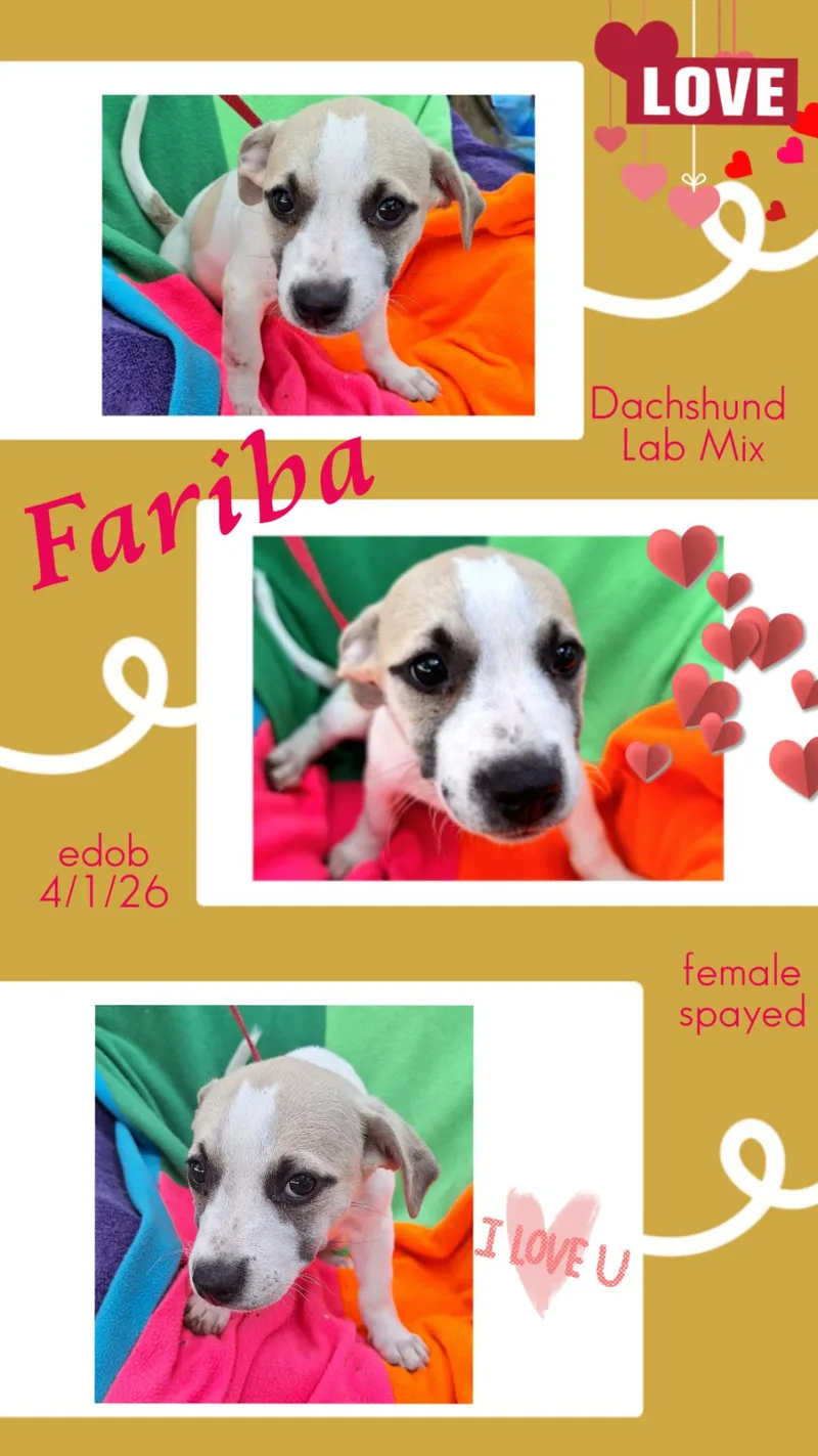 A baby medium-sized female Dachshund dog named Fariba BRT for adoption in Missouri City, TX