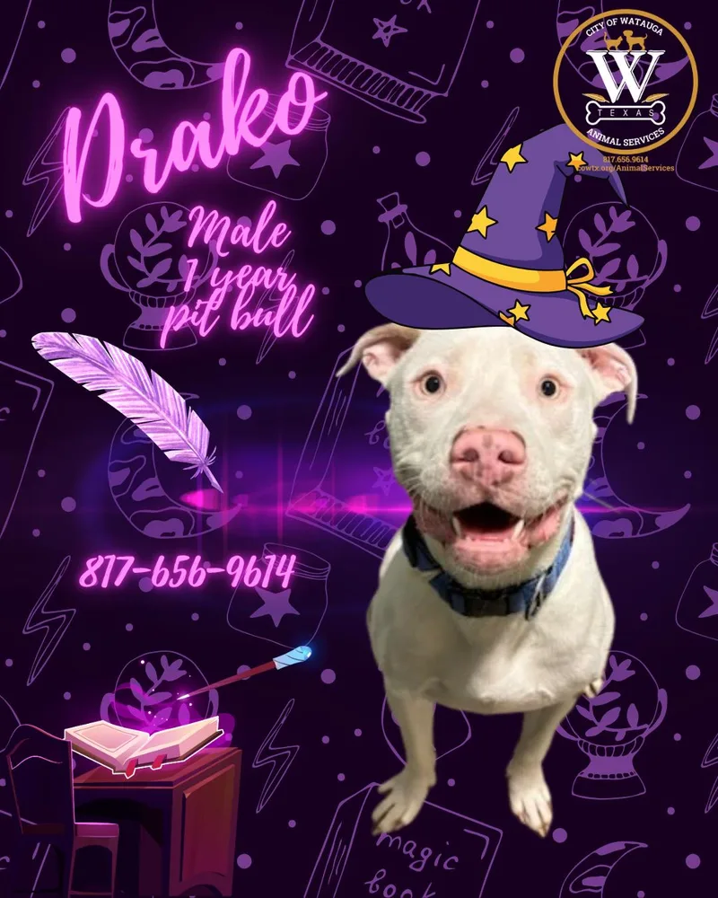 An adult medium-sized male White / Cream Pit Bull Terrier dog named Drako for adoption in Watauga, TX