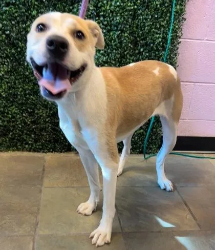 A young large-sized female White / Cream Mixed Breed dog named 61268341 for adoption in El Paso, TX