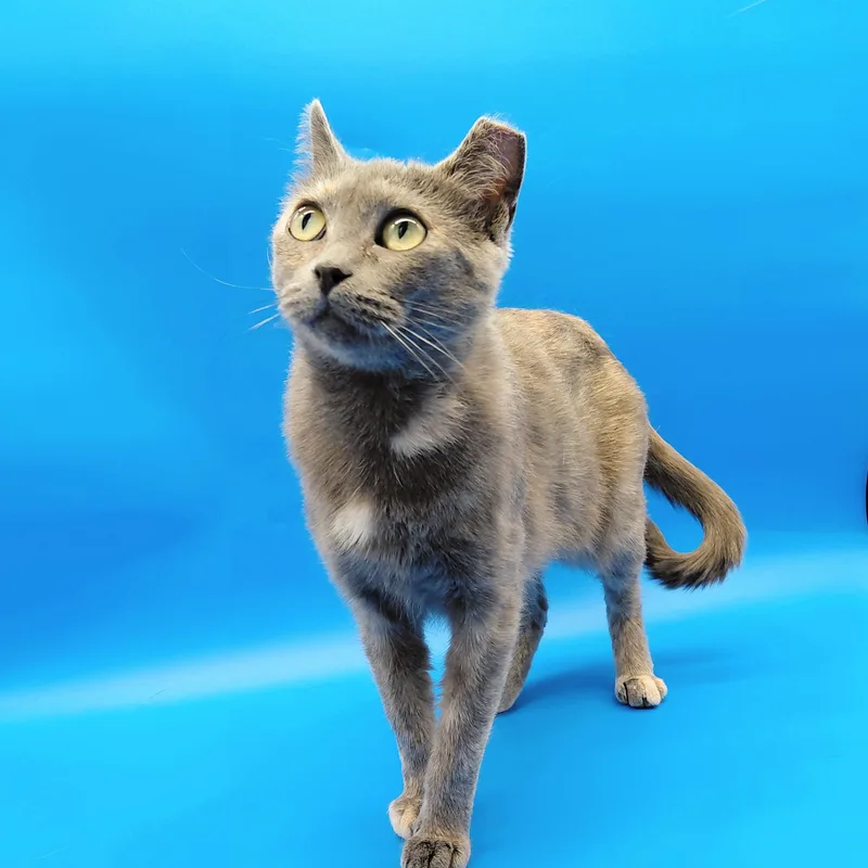 An adult medium-sized female Gray / Blue / Silver Domestic Short Hair cat named Uhura for adoption in Springfield, MO