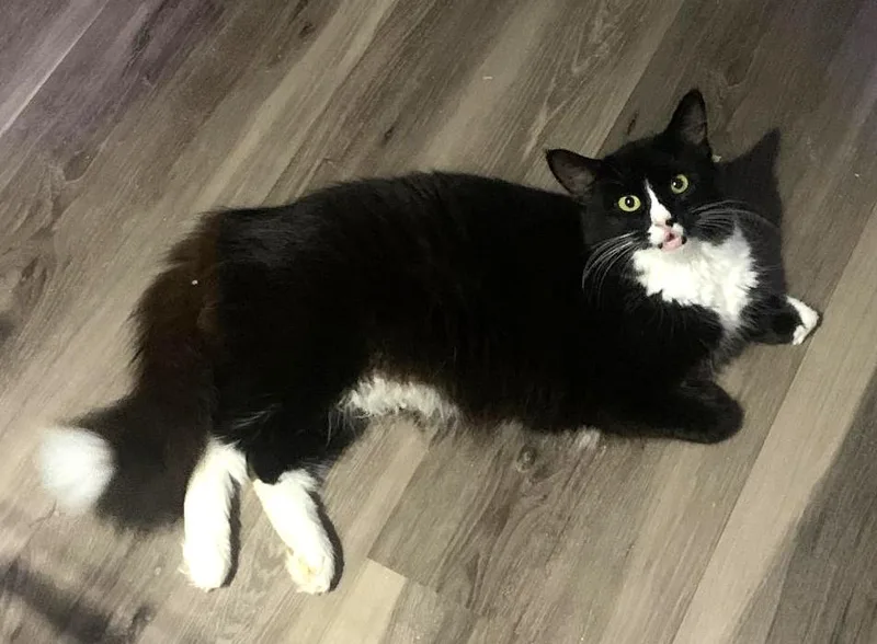 A young medium-sized female Black & White / Tuxedo Domestic Medium Hair cat named Lilian for adoption in East Brunswick, NJ