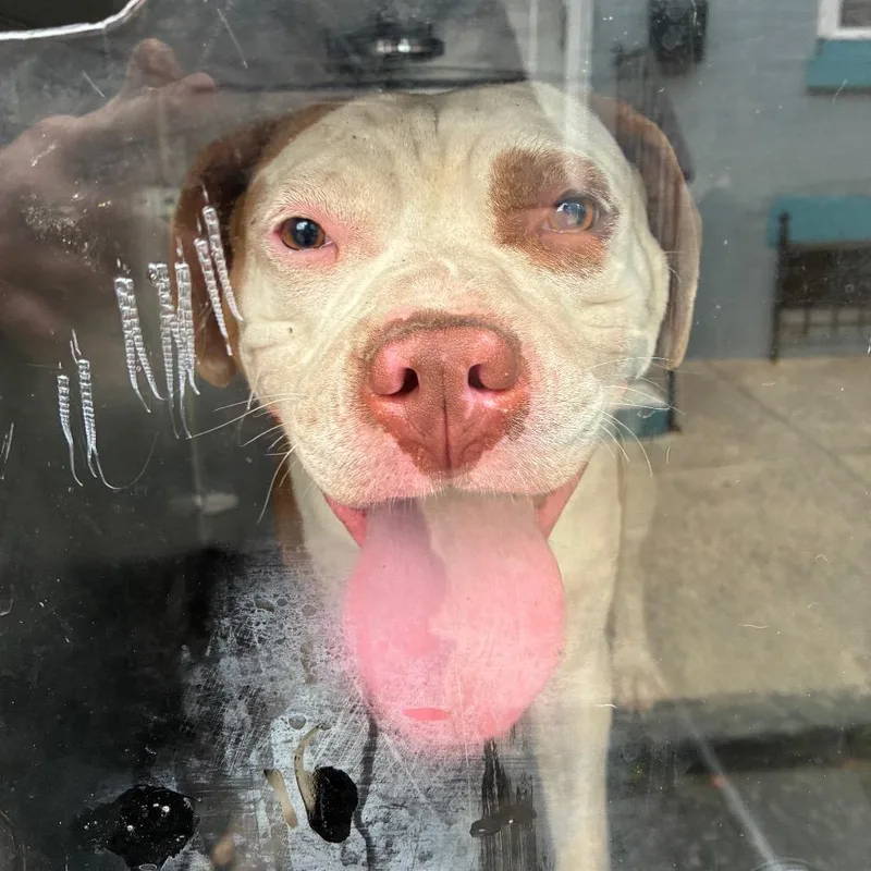 A young medium-sized female Brown / Chocolate Pit Bull Terrier dog named Sable for adoption in Philadelphia, PA