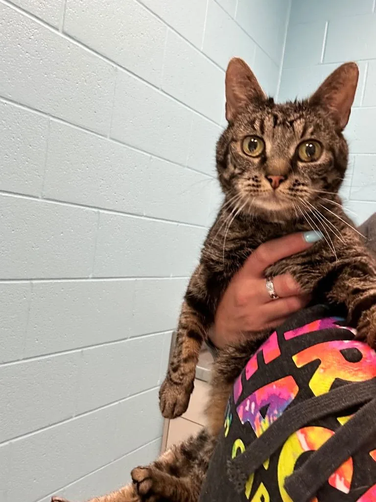 An adult medium-sized female Tabby (Brown / Chocolate) Tabby cat named Sweetie for adoption in Frankfort, KY