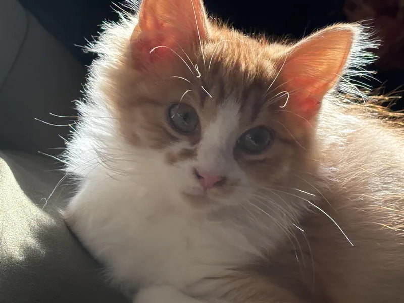 A young medium-sized female Orange & White American Shorthair cat named Amala for adoption in Morgantown, WV