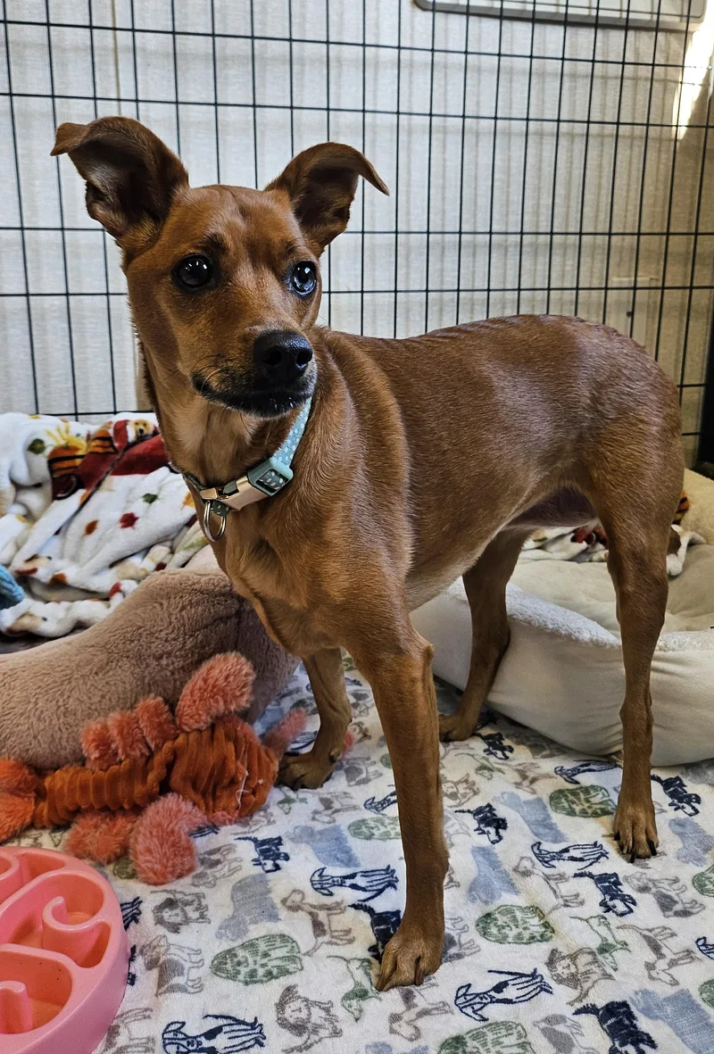 An adult small-sized female Brown / Chocolate Manchester Terrier dog named Sadie & Hazel for adoption in Salem, NH