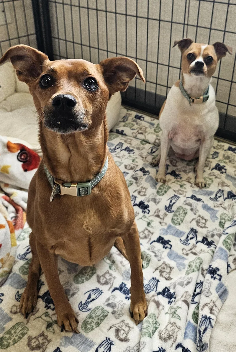 Sadie & Hazel thumbnail 3