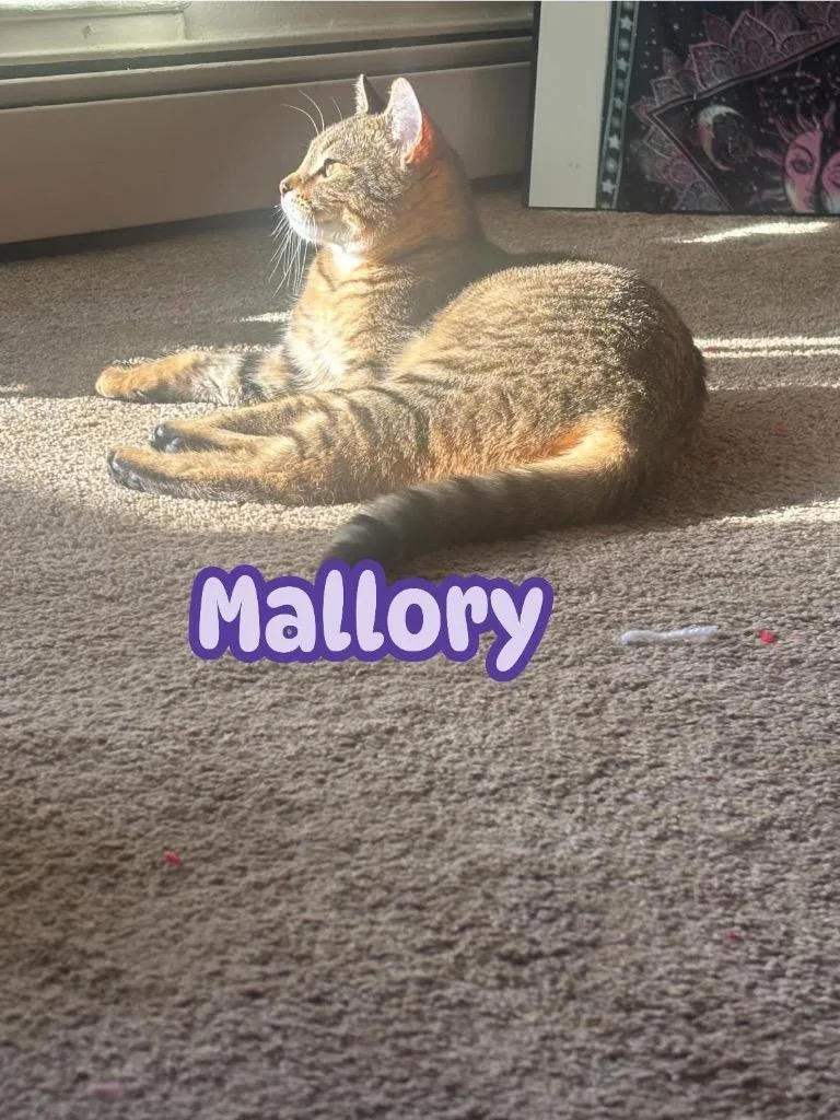 A young small-sized female American Shorthair cat named Mallory for adoption in Charlotte, MI
