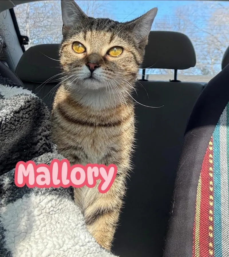 Mallory thumbnail 6