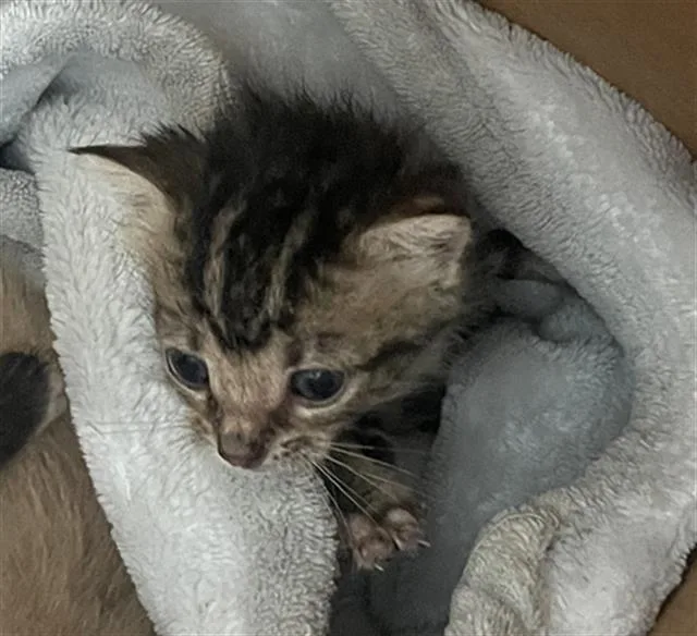 A baby medium-sized female Domestic Short Hair cat named Stitch for adoption in Dallas, TX