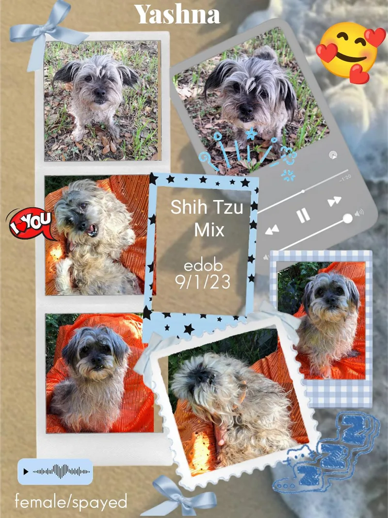 An adult small-sized female Gray / Blue / Silver Shih Tzu dog named Yashna WAT for adoption in Missouri City, TX
