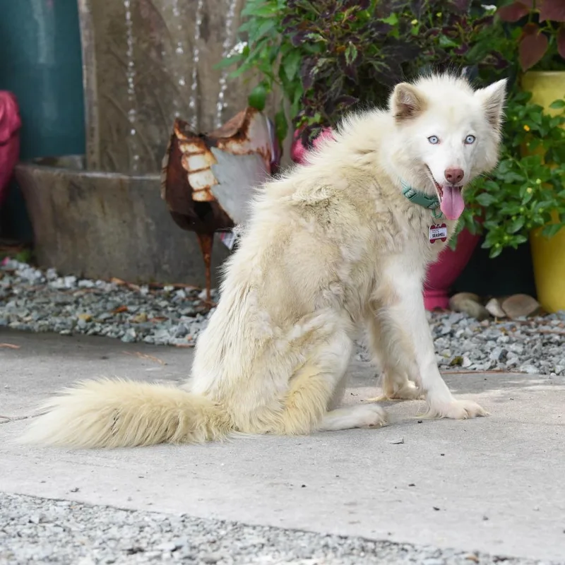 An adult medium-sized female Husky dog named Seashell for adoption in Wake Forest, NC