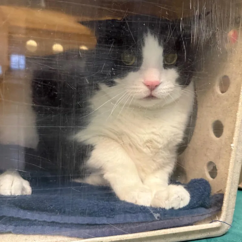 A senior extra large-sized male Black Domestic Short Hair cat named Snoopy for adoption in Pasadena, CA