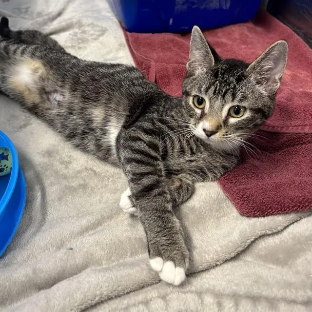A baby small-sized male Domestic Short Hair cat named Graham Cracker for adoption in Kalamazoo, MI