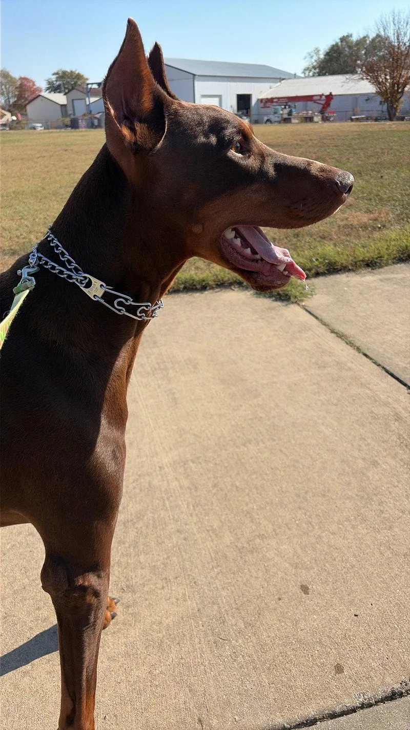 An adult large-sized male Doberman Pinscher dog named August for adoption in Mattoon, IL