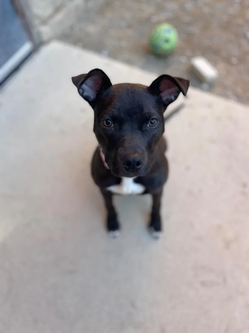 French Onion thumbnail 2