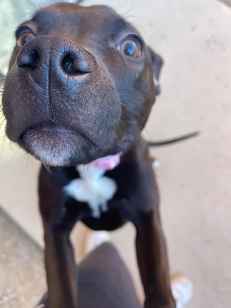 French Onion thumbnail 3