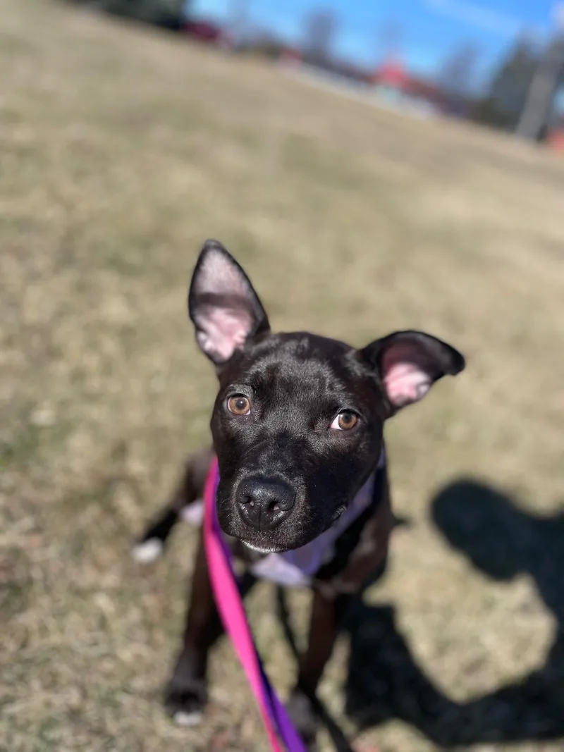 French Onion thumbnail 4