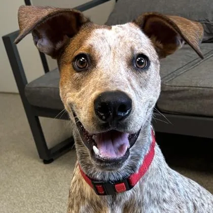 An adult medium-sized male Brindle Mixed Breed dog named Ranger for adoption in Lansing, MI