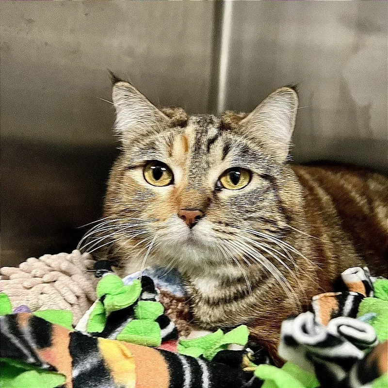 An adult extra large-sized female Domestic Short Hair cat named Mirah for adoption in Morgan Hill, CA