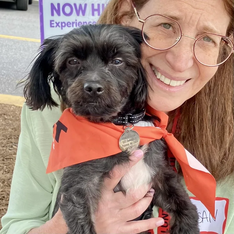 An adult small-sized male Black Havanese dog named Romeo for adoption in POTOMAC, MD